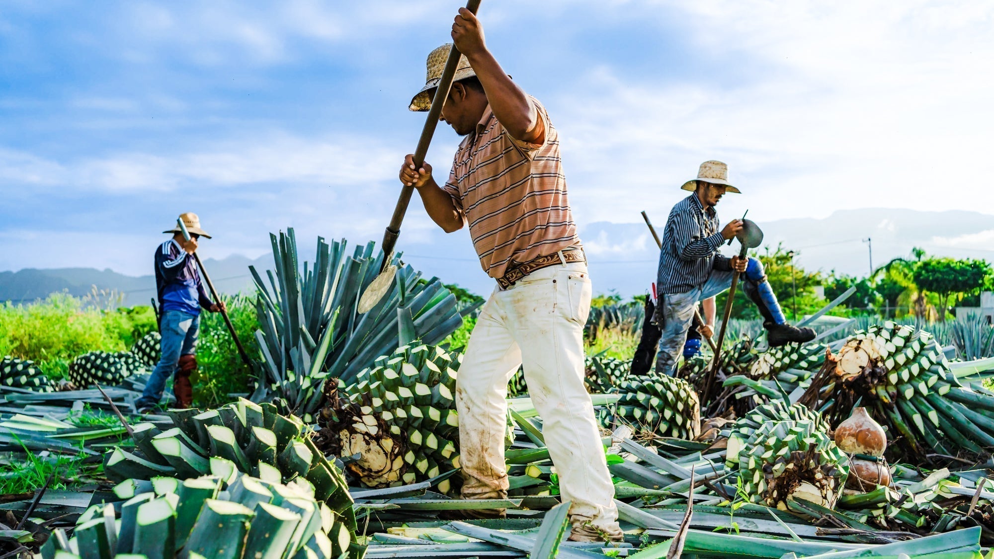 🌵 Additive-Free Tequila: Why Purity in the Bottle Matters More Than Ever